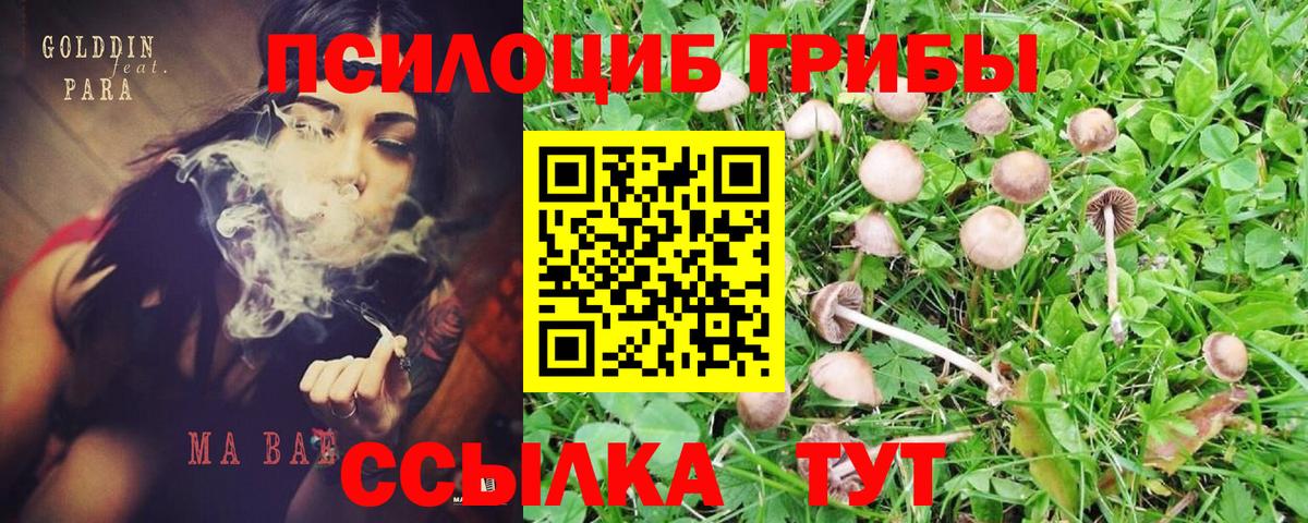 Псилоцибиновые грибы Psilocybe Волоколамск